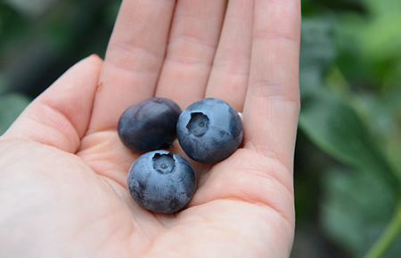 Heidelbeeren Erntezeit von Juni bis September in Telgte